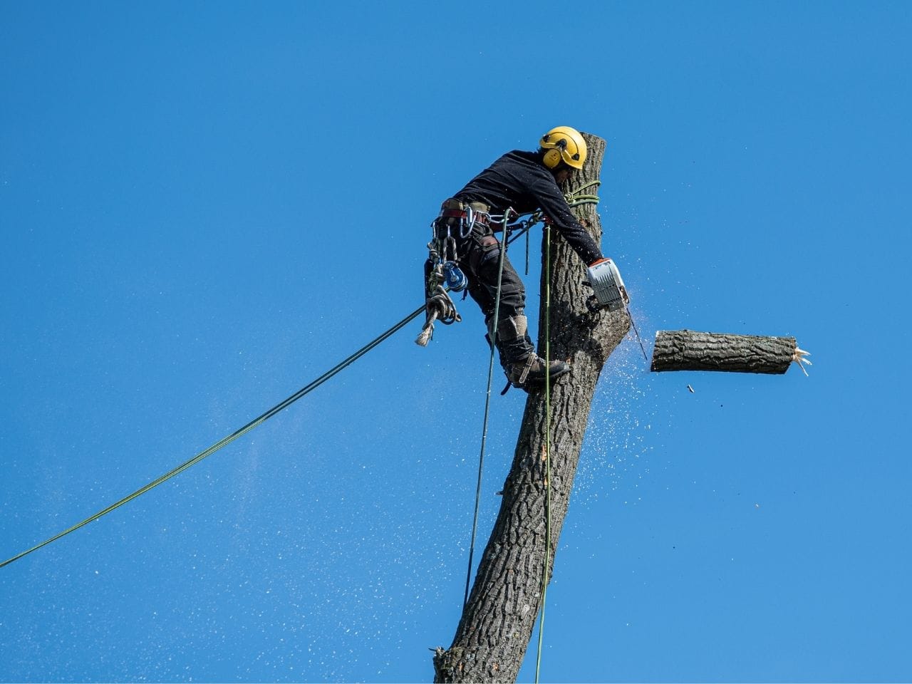En arborist sitter högst upp i ett träd och sågar av toppen. BLå himmel i bakgrunden.