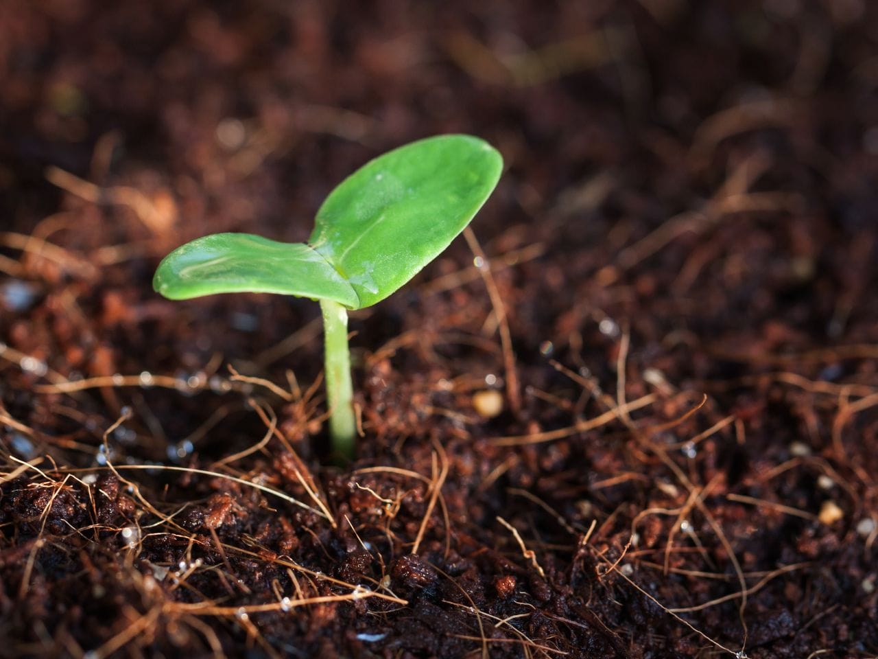 Bild på ett antal glödlampor i mörker.