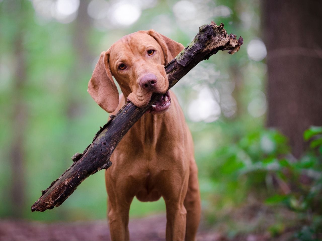 Kvinna vid dator, skärm full av foton på bakverk.
