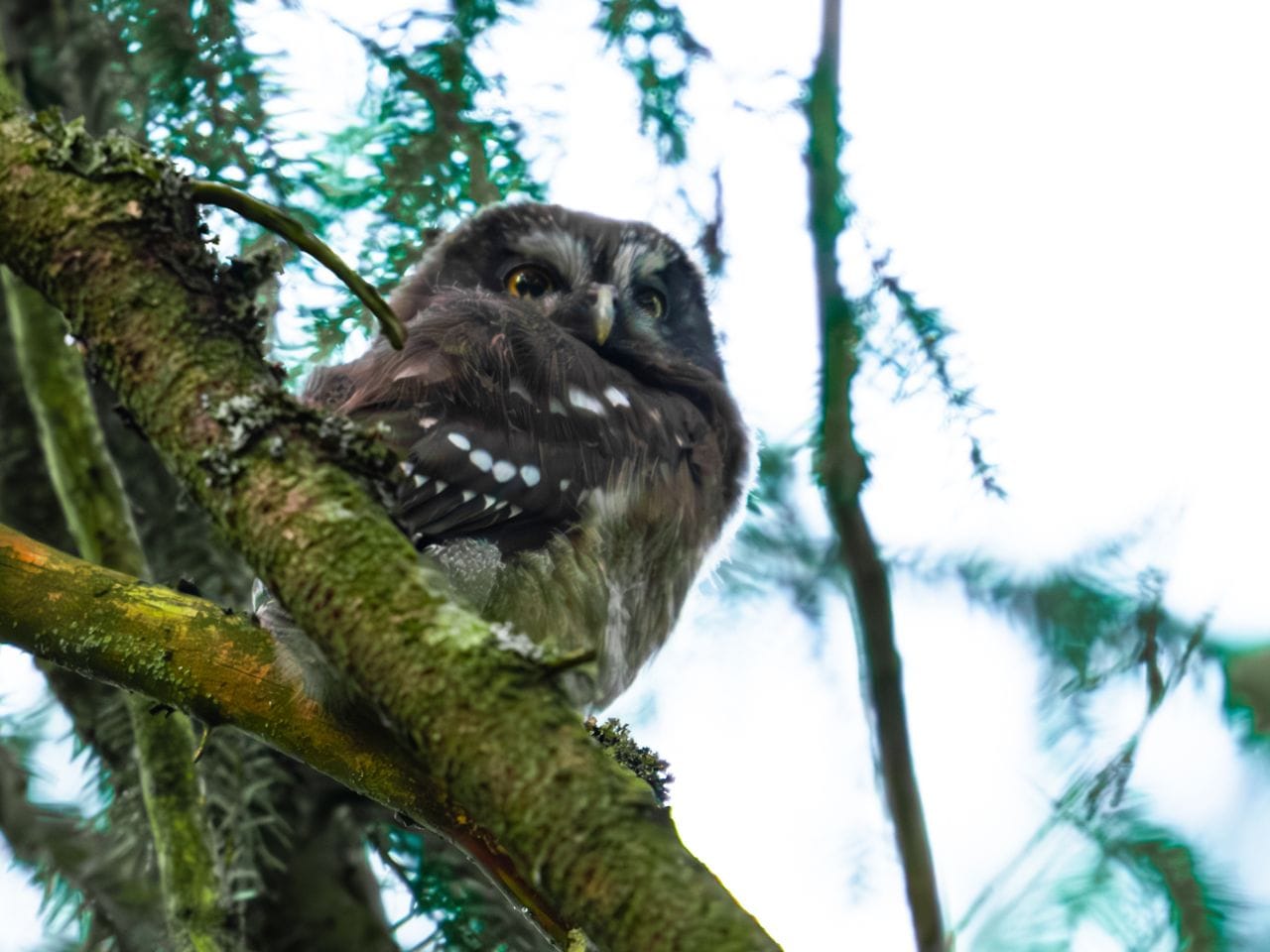 Bild på ett antal glödlampor i mörker.