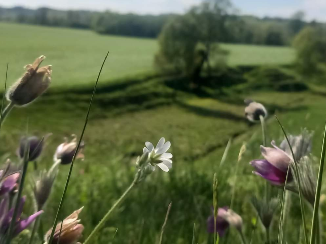 Bild på ett antal glödlampor i mörker.