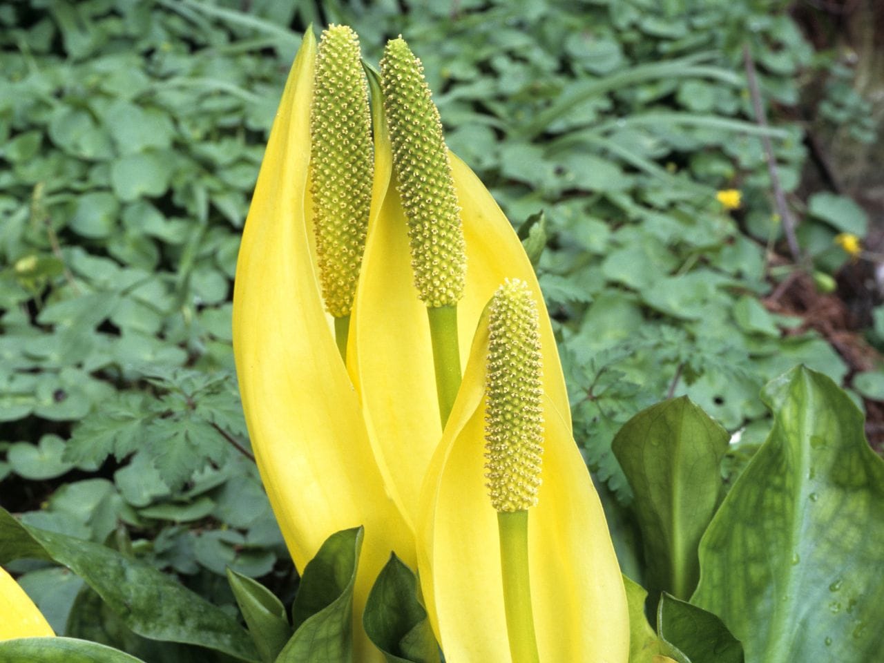 Bild på ett antal glödlampor i mörker.