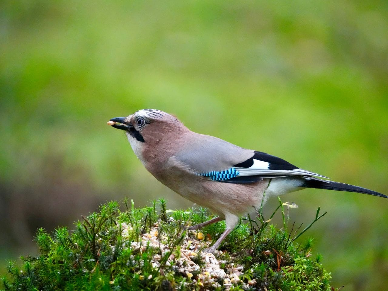 Bild p&aring; ett antal gl&ouml;dlampor i m&ouml;rker.