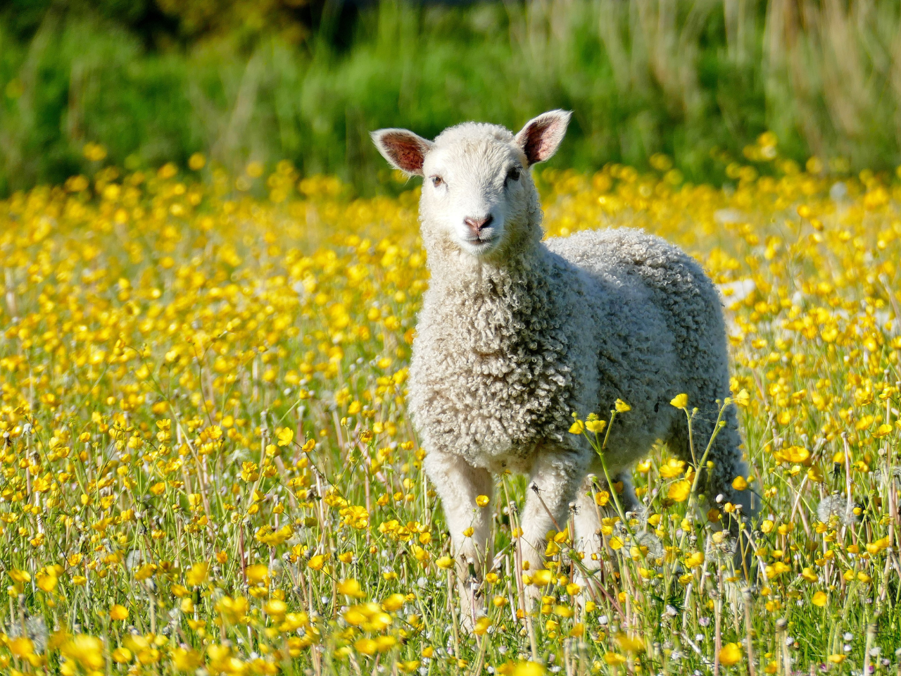Bild på ett antal glödlampor i mörker.